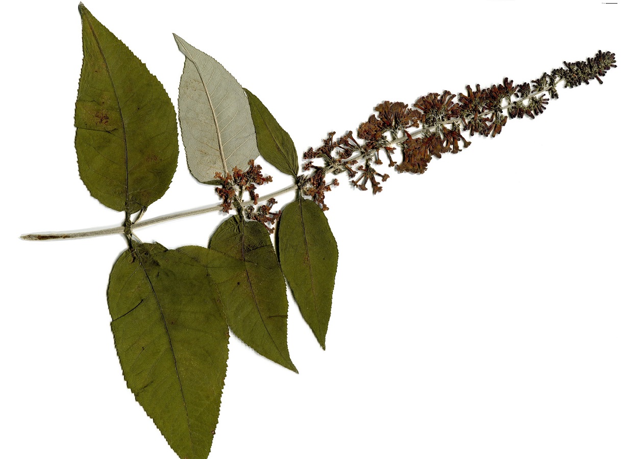 Buddleja davidii (Scrophulariaceae)